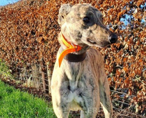 Tilly-greyhound
