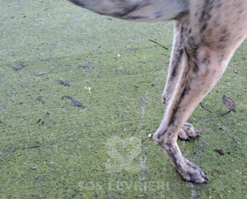 Tilly-greyhound