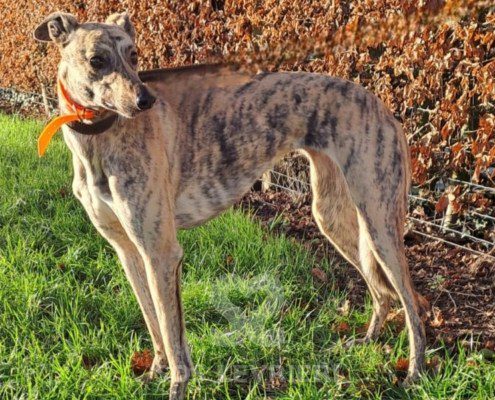 Tilly-greyhound