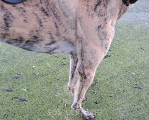 Tilly-greyhound