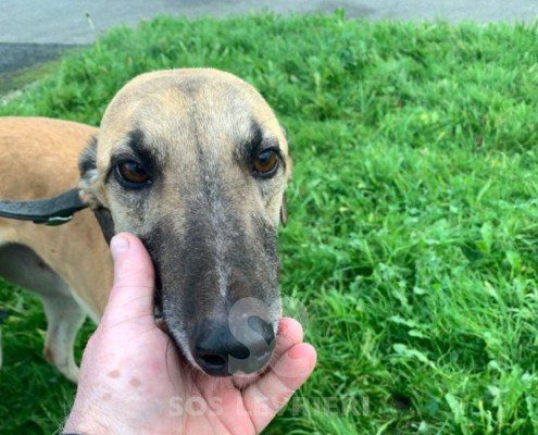 Vanessa-greyhound