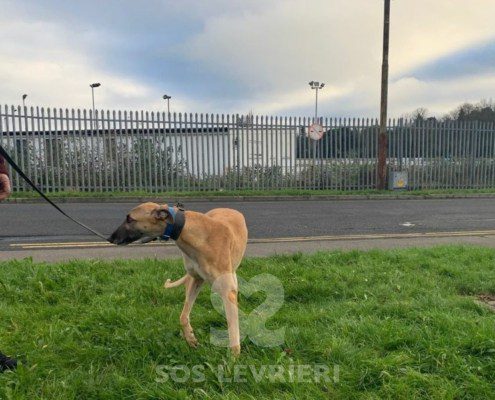 Vanessa-greyhound