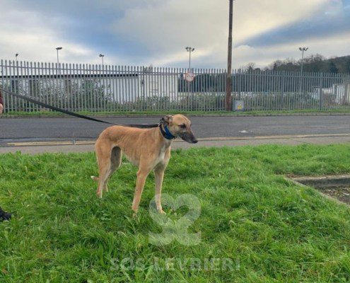 Vanessa-greyhound