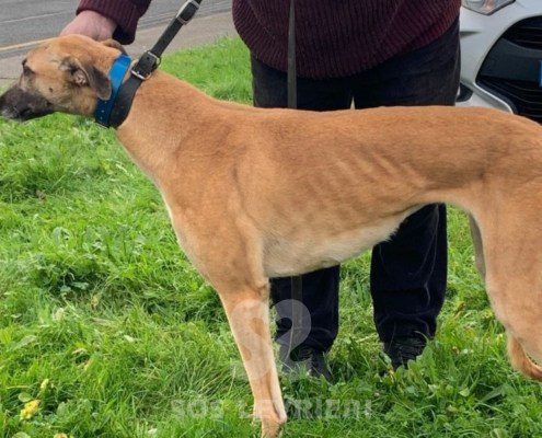 Vanessa-greyhound