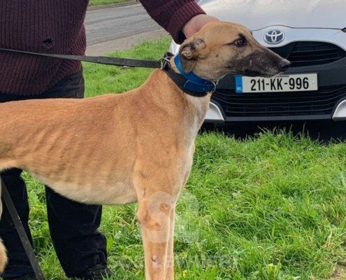 Vanessa-greyhound