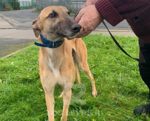 Vanessa-greyhound