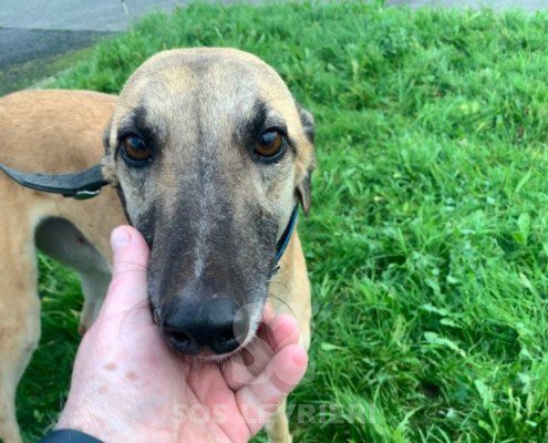 Vanessa-greyhound