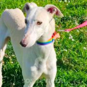Arrivo Greyhound e Galgo SOS Levrieri sabato 1 Marzo 2025