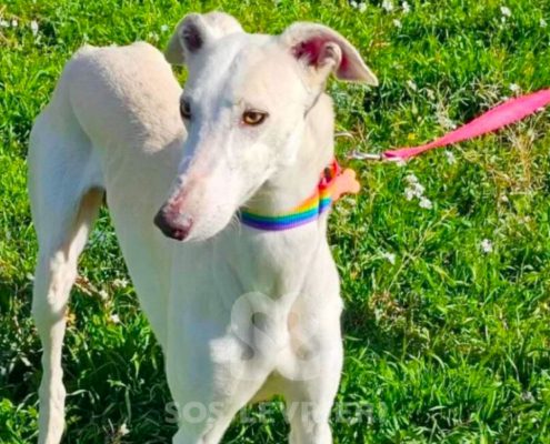Arrivo Greyhound e Galgo SOS Levrieri sabato 1 Marzo 2025