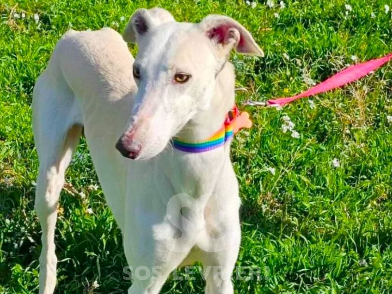 Arrivo Greyhound e Galgo SOS Levrieri sabato 1 Marzo 2025
