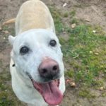 blanca-mix_galgo