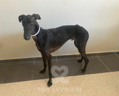 flaco-galgo