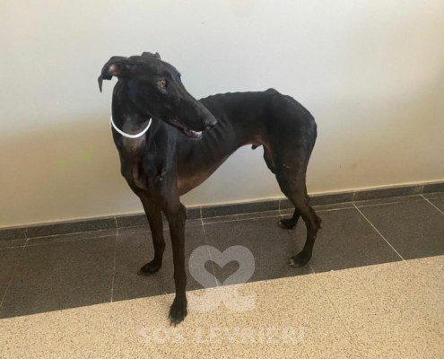 flaco-galgo