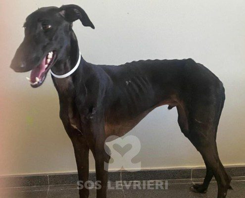 flaco-galgo