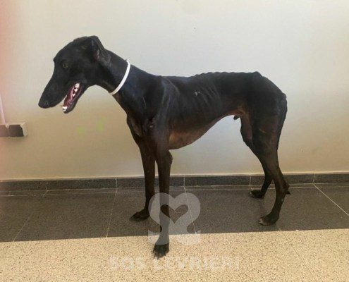 flaco-galgo