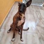 flavia-podenco