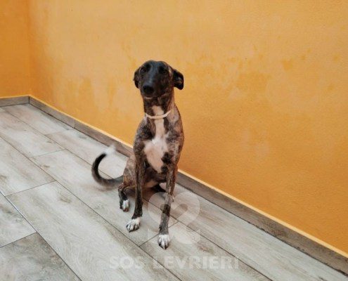 flavia-podenco