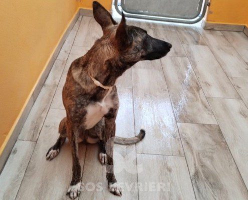 flavia-podenco