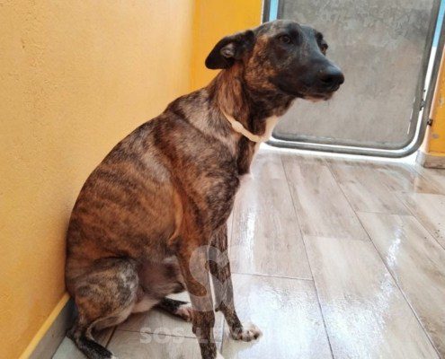 flavia-podenco