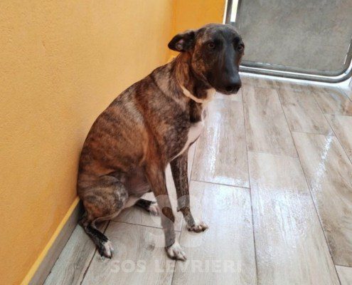 flavia-podenco
