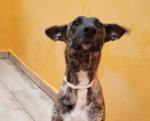 flavia-podenco