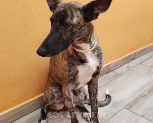 flavia-podenco