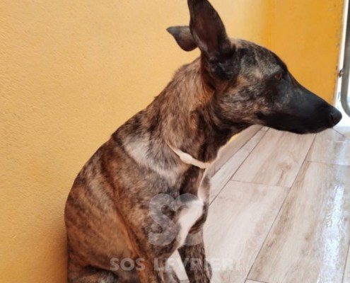 flavia-podenco