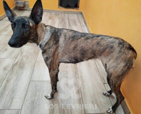 flavia-podenco