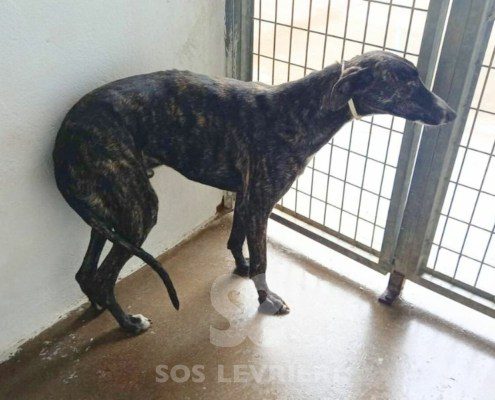 hound-galgo