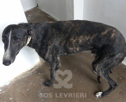 hound-galgo