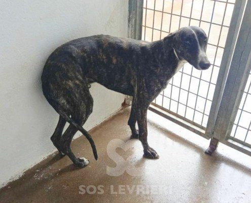 hound-galgo