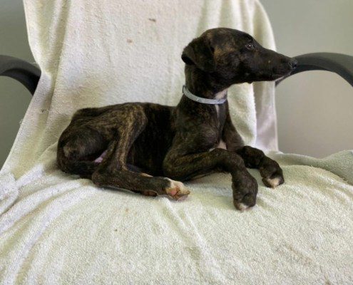 oropesa-galgo