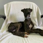 oropesa-galgo