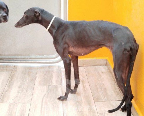 ursula-galgo