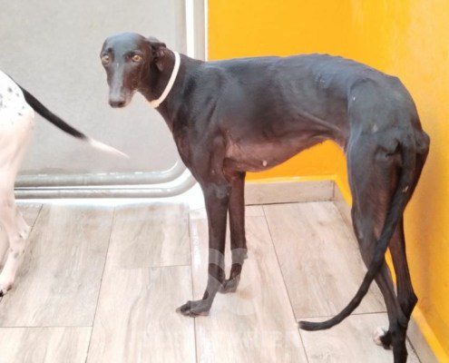 ursula-galgo