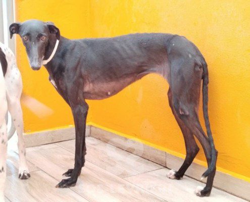 ursula-galgo
