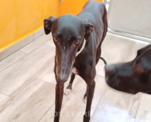 ursula-galgo
