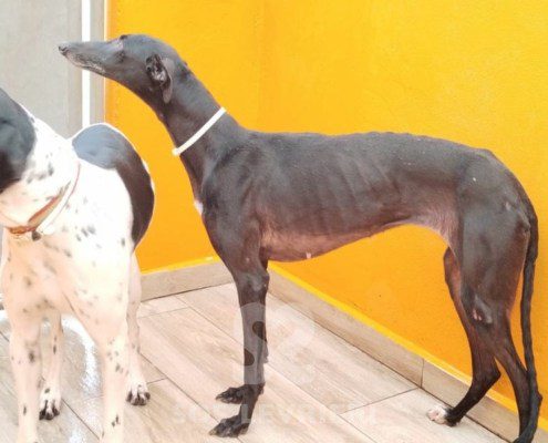 ursula-galgo