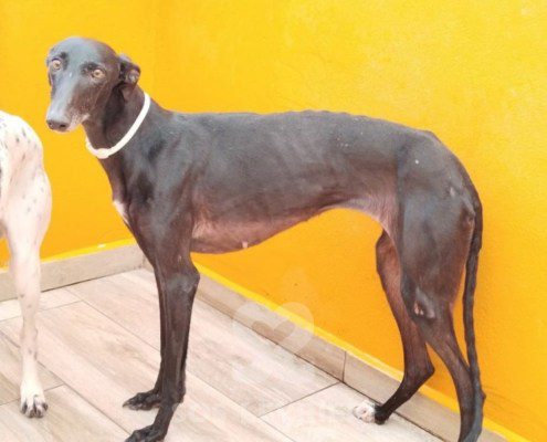ursula-galgo