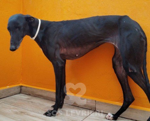 ursula-galgo