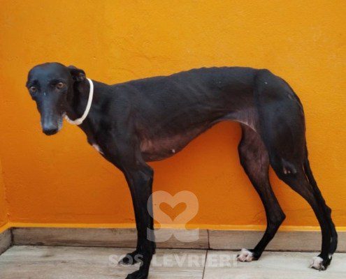 ursula-galgo