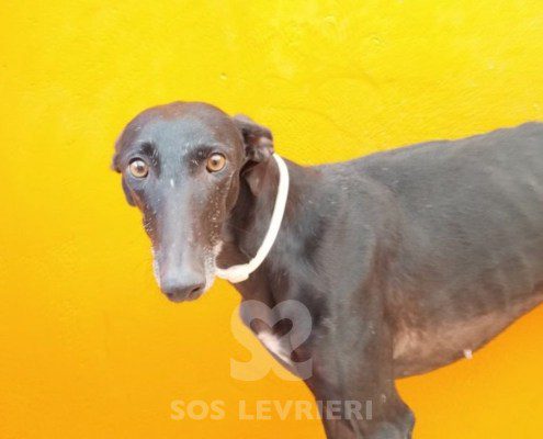 ursula-galgo