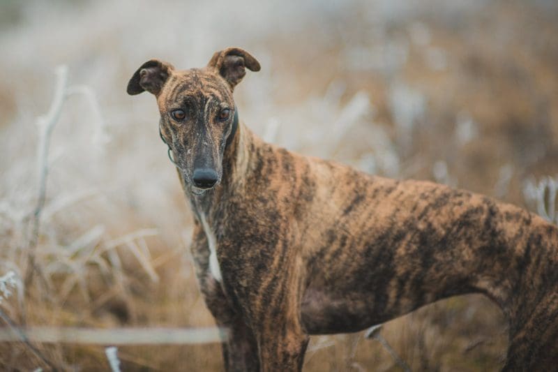 Perché adottare un Greyhound