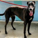 Arturo-Galgo