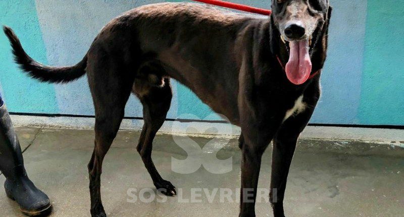 Arturo-Galgo