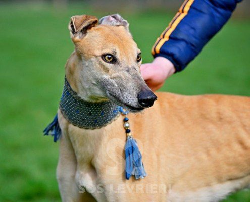 Ashley-Greyhound