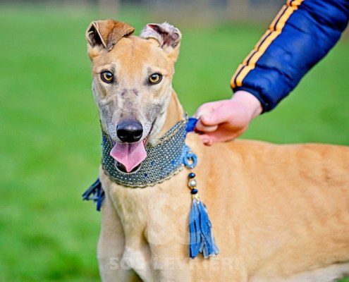 Ashley-Greyhound