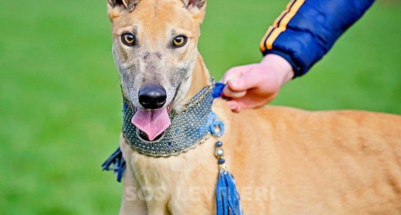 Ashley-Greyhound