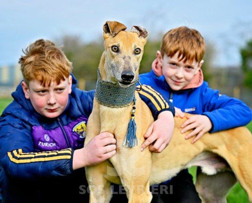 Ashley-Greyhound