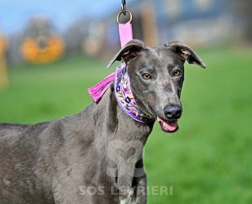 Belinda-Greyhound